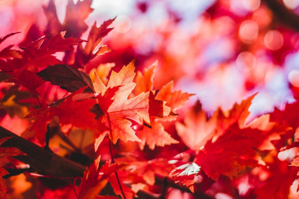 Öffnungszeiten in den Herbstferien